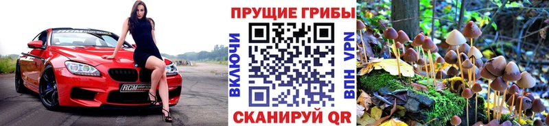 Купить где  Новочебоксарск  Псилоцибиновые грибы Cubensis 